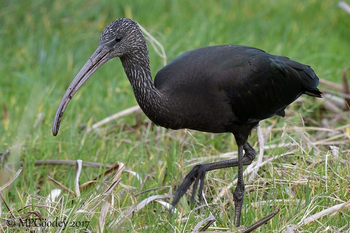 Glossy Ibis
