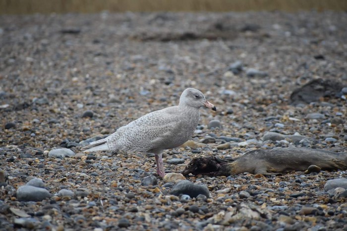 Glaucous Gull