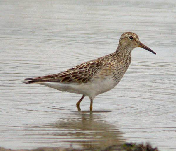 Pectoral Sandpiper