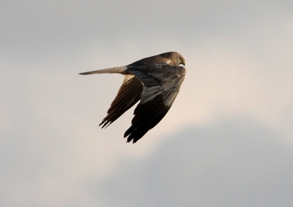 Montagu's Harrier