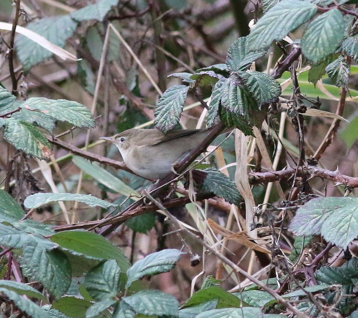 Blyth's Reed Warbler