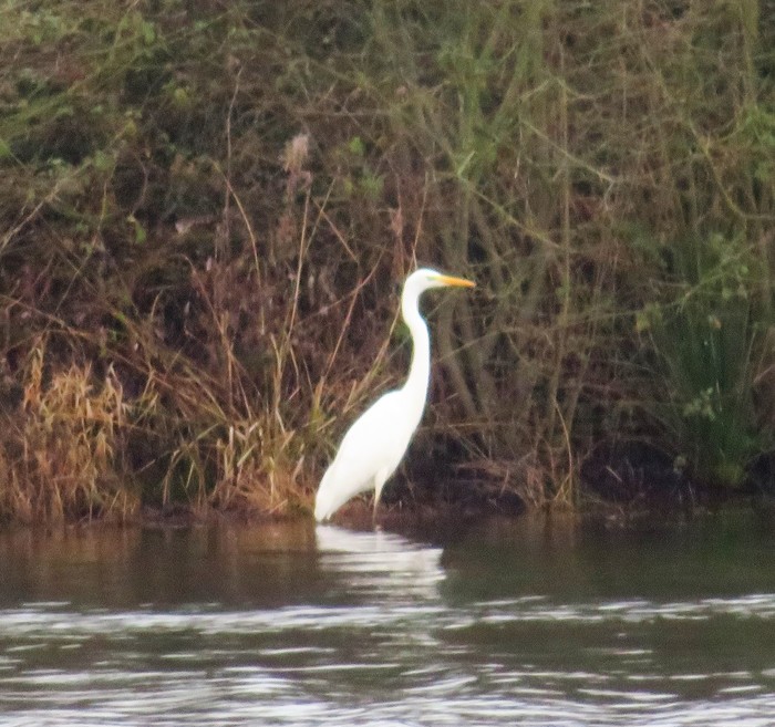 Great White Egret
