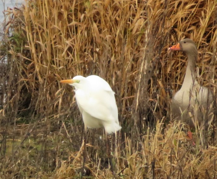 Great White Egret