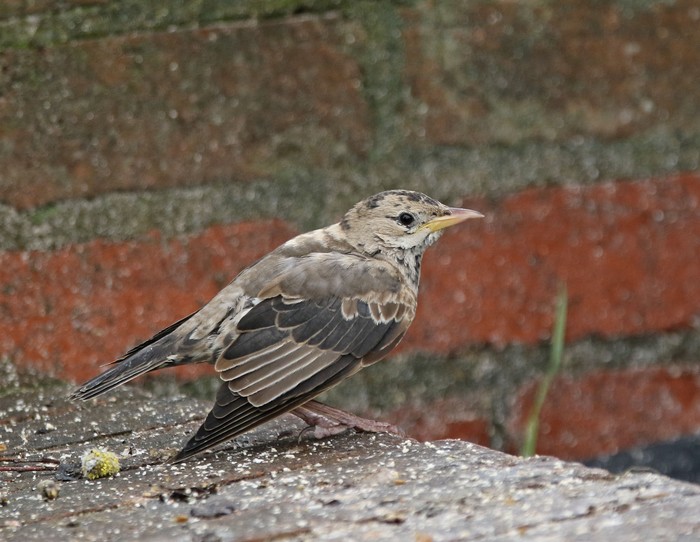 Rose-coloured Starling
