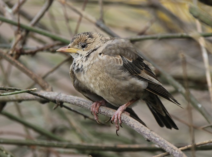 Rose-coloured Starling