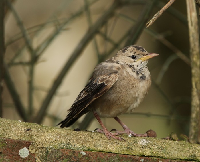 Rose-coloured Starling