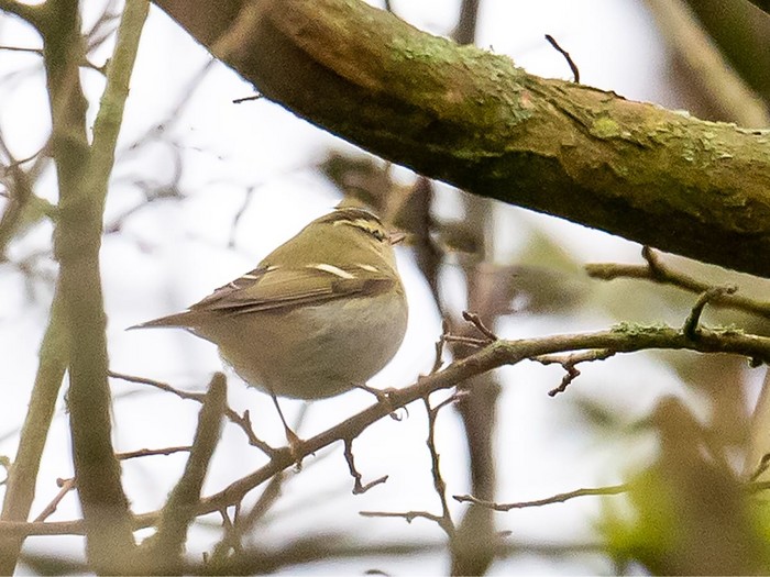 Yellow-browed Warbler