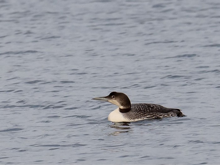 Great Northern Diver