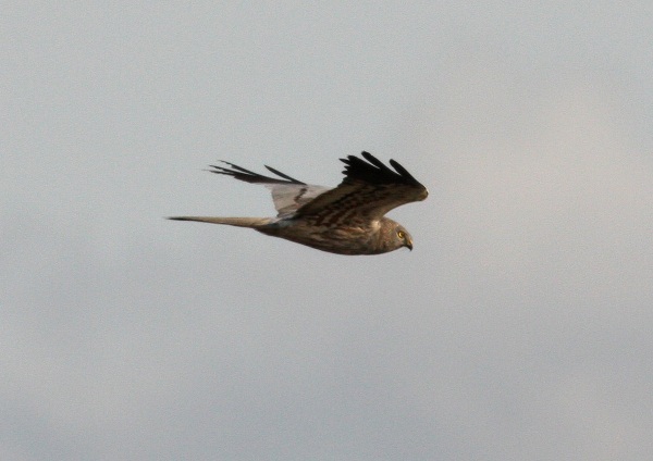 Montagu's Harrier