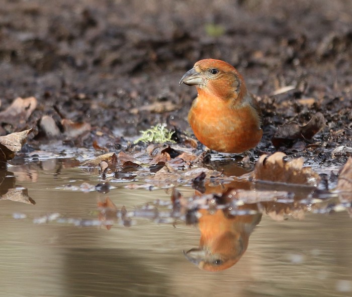 Crossbill