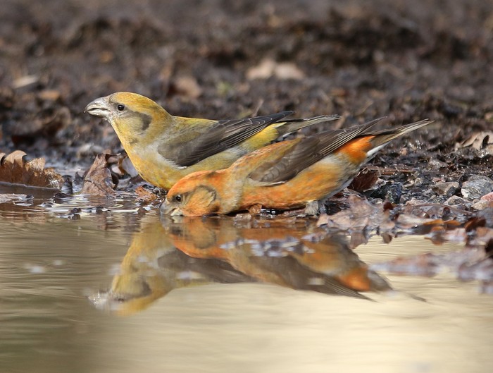 Crossbill