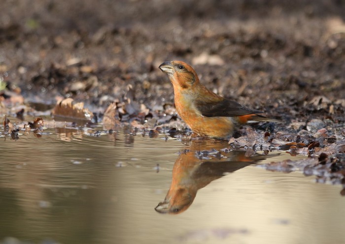 Crossbill