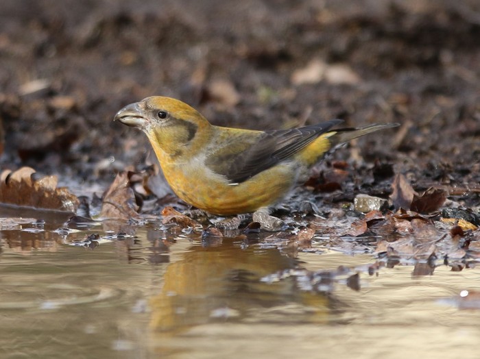 Crossbill
