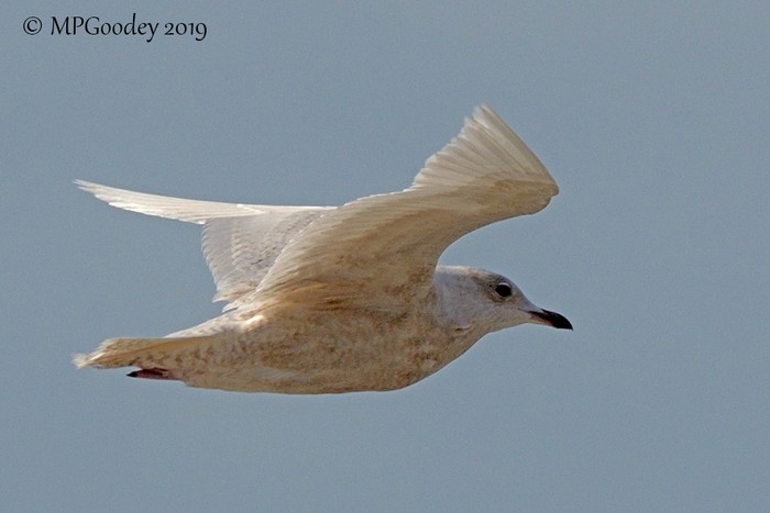 Iceland Gull