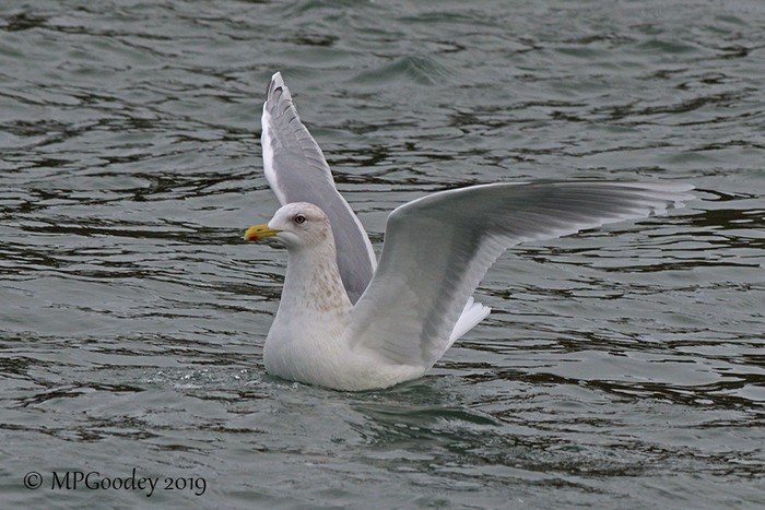 Kumlien's Gull