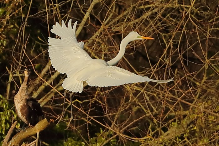 Great White Egret