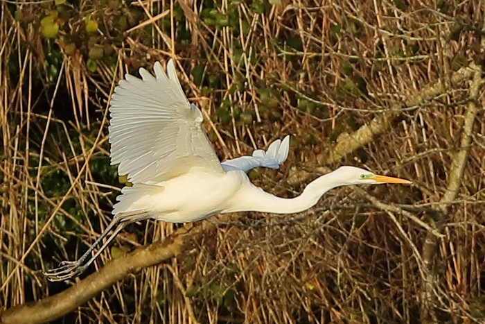 Great White Egret