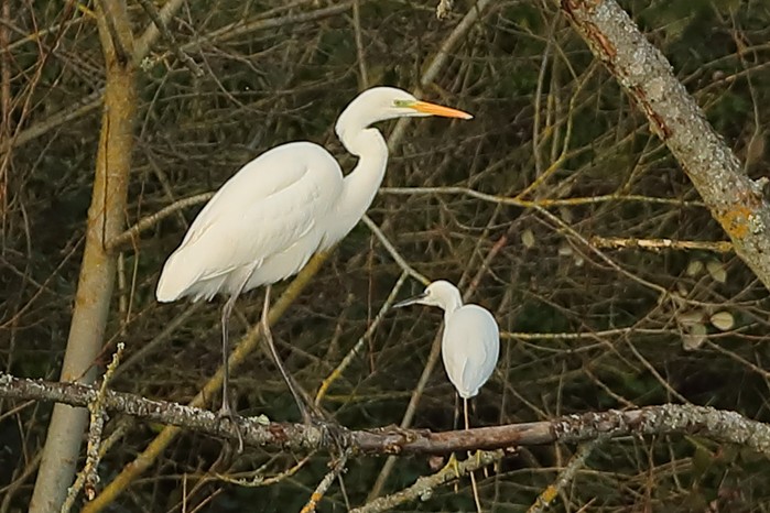 Great White Egret