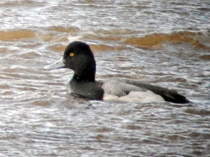 Lesser Scaup