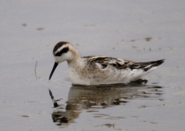 Red-necked Phalarope