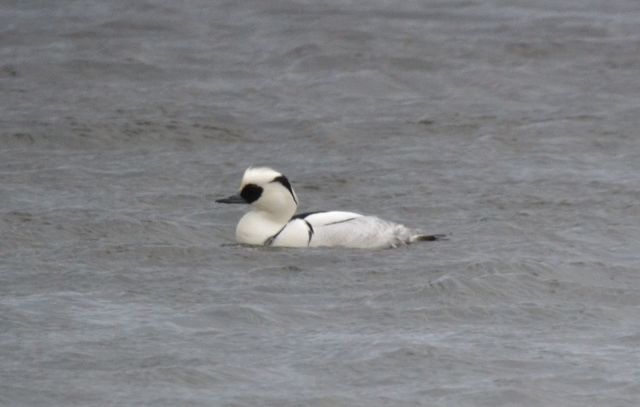 Smew