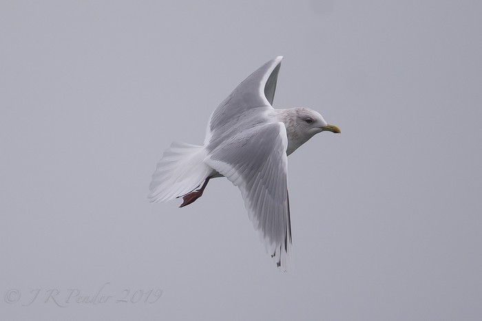 Kumlien's Gull