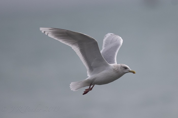 Kumlien's Gull