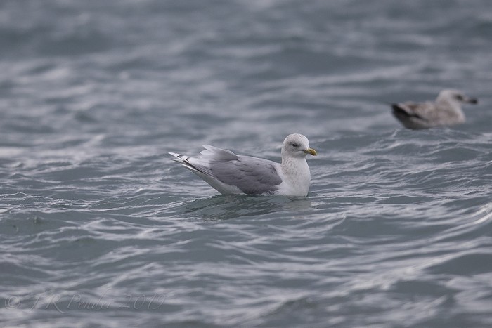 Kumlien's Gull