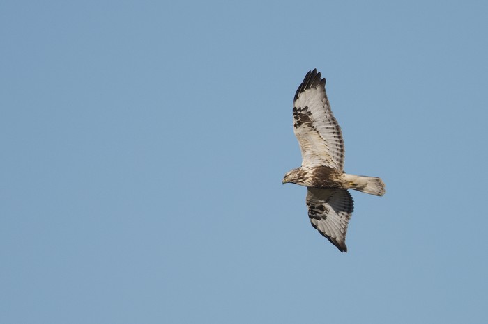 Rough-legged Buzzard