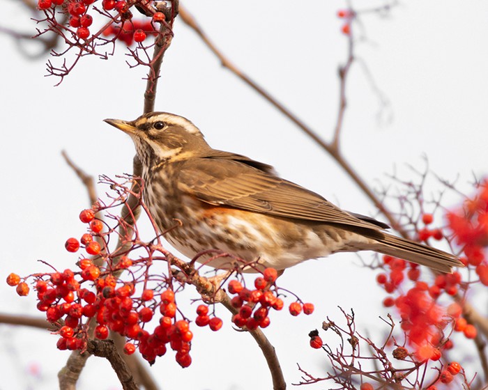 Redwing