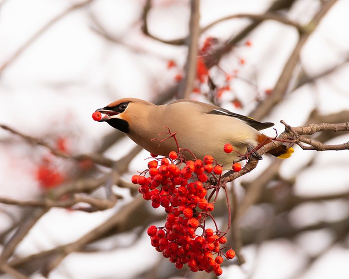 Waxwing
