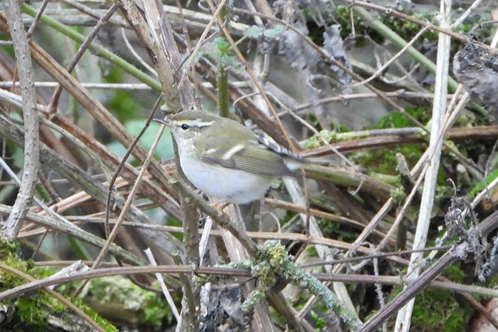 Yellow-browed Warbler