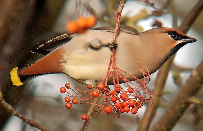 Waxwing