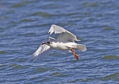 Mediterranean Gull