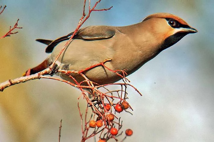 Waxwing