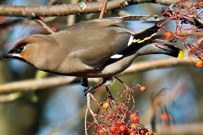 Waxwing