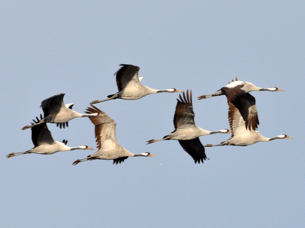 Common Crane