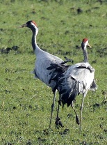 Common Crane