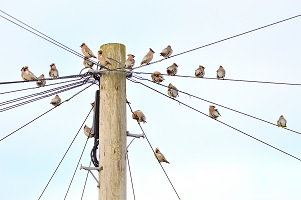 Waxwing