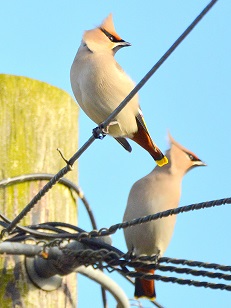 Waxwing