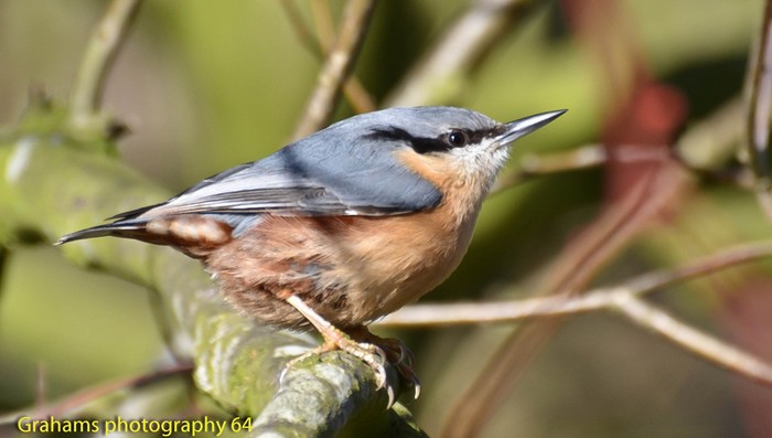 Nuthatch