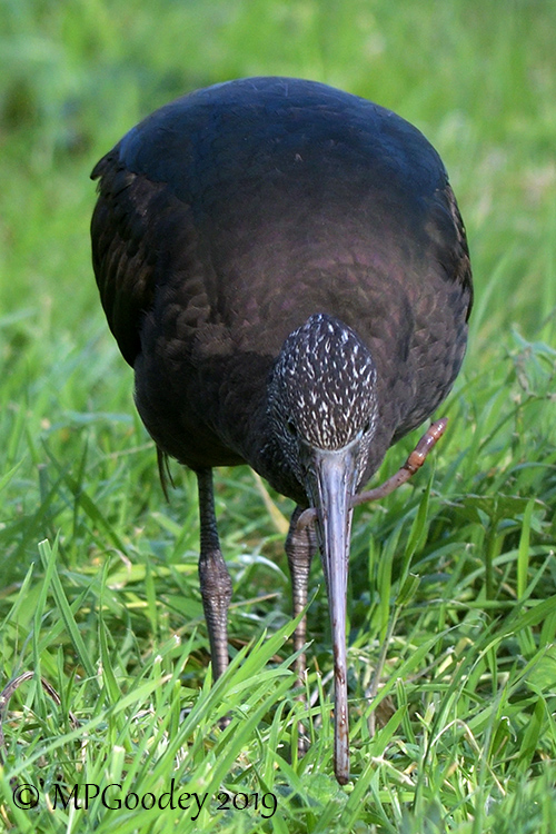 Glossy Ibis