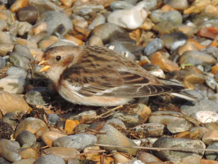 Snow Bunting