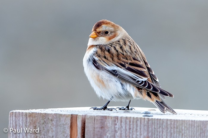 Snow Bunting