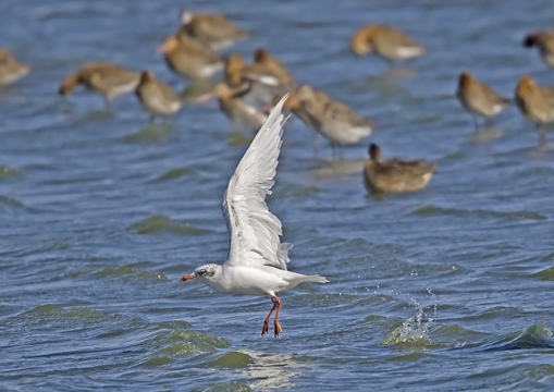 Mediterranean Gull