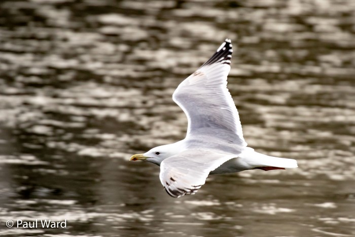 Caspian Gull