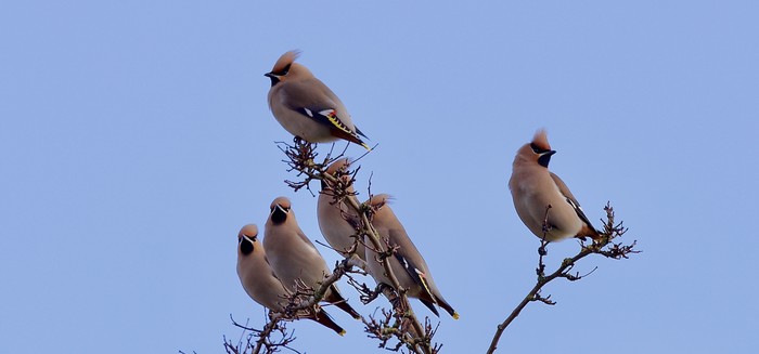 Waxwing