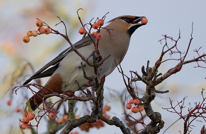 Waxwing