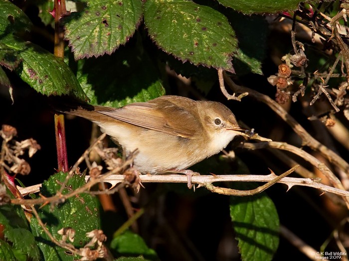 Blyth's Reed Warbler