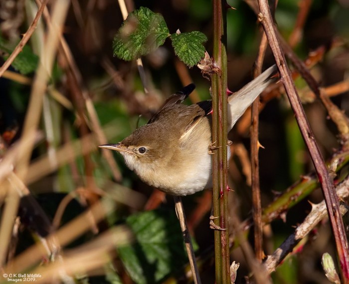 Blyth's Reed Warbler